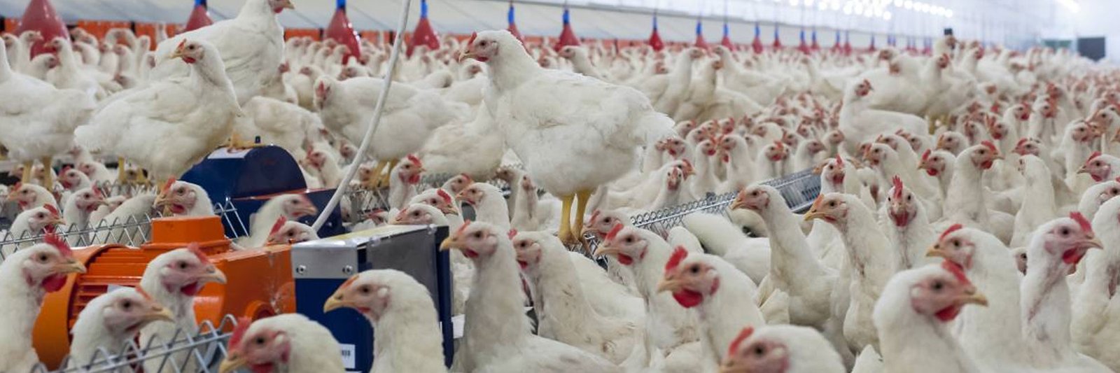 DVK poultries feeding
